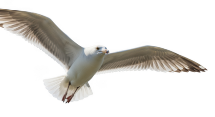 Seagull in flight showing wings spread against a