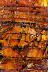 Closeup of natural palm tree trunk texture, pattern of fibrous layers, brown color. Macro photo nature design backgrounds, eco nature textures, organic coconut fibers material, minimal botanical trend