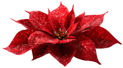 Glittering Red Poinsettia, isolated on transparent background