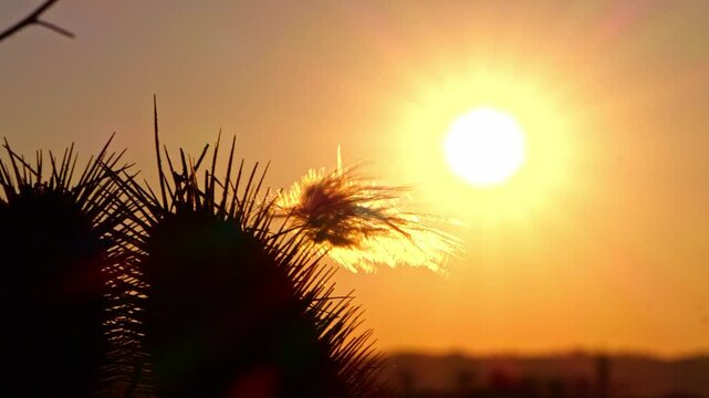 Distel mit Feder im Abendrot