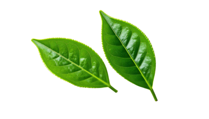 Two vibrant green leaves on a black background