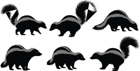 Skunk silhouette set showing different standing and walking poses, black and white wildlife animal vector illustration, minimal flat design, nature themed artwork
