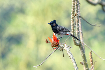 A Red-vented Bulbul Bird Perched On Bright Red Flower Bud On Thorny Branch In Nature