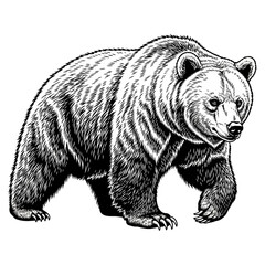Obraz premium black and white engraving style illustration of an aggressive grizzly bear