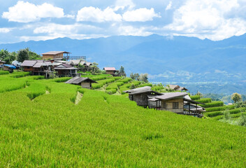  Views of Pa Bong Piang rice terraces, Chiang Mai, Thailand