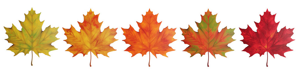 Autumn Maple Leaves in Gradient Colors on Transparent Background
