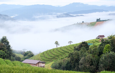  Views of Pa Bong Piang rice terraces, Chiang Mai, Thailand
