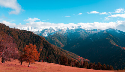 Panoramic view a majestic snow-capped mountain range towering over a dense coniferous forest exhibiting brilliant autumn colors	