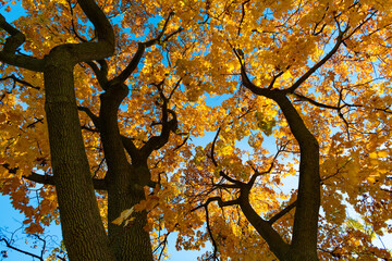 Autumnal season in park. Seasonal leaves and tree. Natural autumn. Autumn beauty of nature. Fall...