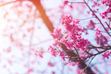 soft focus cherry blossom and tiger lily, pink and white flower background