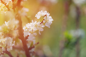 soft focus cherry blossom and tiger lily, pink and white flower background