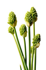 Green allium flower buds with intricate texture on a dark backdrop
