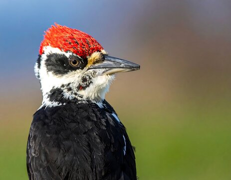A close-up of a colorful woodpecker facing right