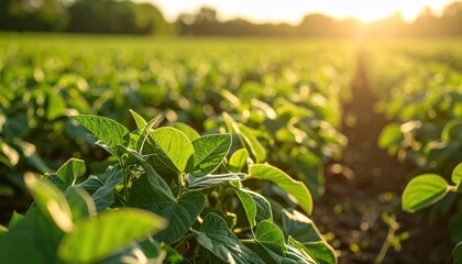 Obraz premium Golden Hour Sunlight on a Lush Soybean Field with Agriculture Landscape.