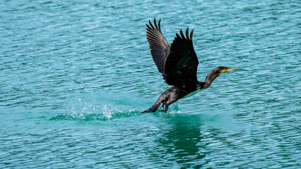 ein Kormoran fliegt übers Wasser