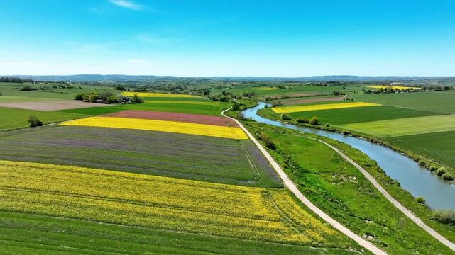 Aerial drone footage capturing a vibrant agricultural landscape with a winding river, showcasing patchwork fields of yellow and red crops under a clear blue sky, a perfect rural scene