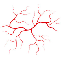 Red Blood Vessel Network Branching Pattern on White Background