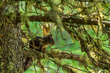 Eichhörnchen im Wald sitzt auf einem Ast