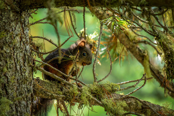 Eichhörnchen im Wald sitzt auf einem Ast