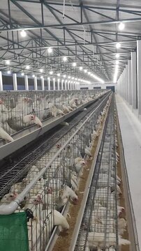 Layer Poultry Farm Birds Eating Feed in Cages &ndash; Modern Chicken Farming Row Setup with Feed Line
