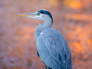 アオサギのアップ