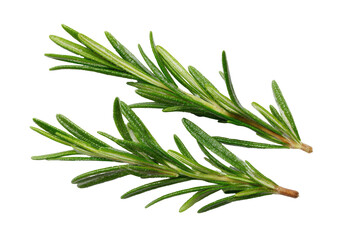 Fototapeta premium Two rosemary sprigs with needle leaves, against black ground