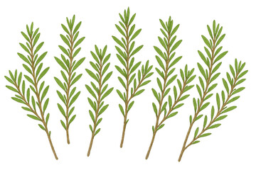 Fototapeta premium Rosemary sprigs vector illustration with fresh green leaves on transparent background, herbal cooking ingredient