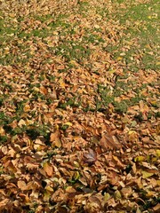 Fondo con textura de hojas caídas de árbol en césped de jardín de parque público 