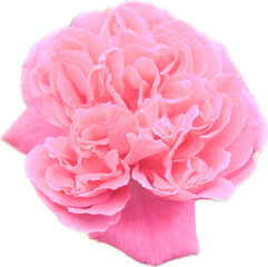 sweet single pink rose isolated on white background, Carnation flower