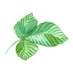 A vibrant green strawberry leaf. Beautiful veined foliage. Hand drawn watercolor illustration. Single isolated object. Design elements for packaging cosmetics, perfumes, delicious fruit snacks, yogurt