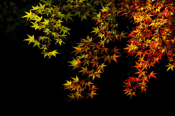 Vibrant color Japanese Maple fall foliage back lit against black background.