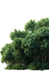 Obraz premium Lush green forest trees dense foliage against white background nature landscape vibrant vegetation wilderness serene outdoor natural scene environmental conservation