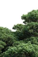 Lush green forest foliage with dense tree canopy against bright white sky, vibrant nature background for environment conservation, ecological balance, and outdoor adventure settings