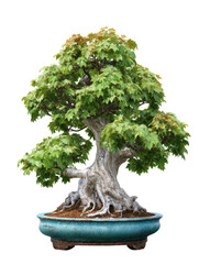 Miniature tree, bonsai, in blue pot against a dark, isolated backdrop