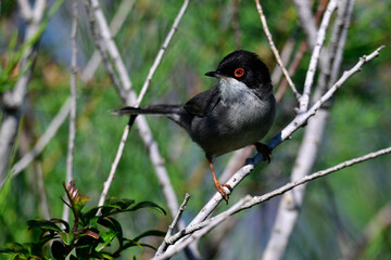 Samtkopf-Grasmücke // Sardinian warbler  (Curruca melanocephala) - Peloponnes, Griechenland