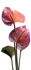 Anthurium trio pink, orange, & green blossoms, stark black backdrop