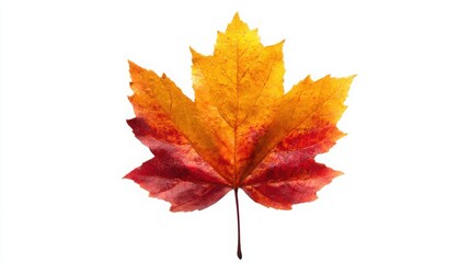 Vibrant Autumn Maple Leaf in Shades of Red, Orange, and Yellow Isolated on White Background
