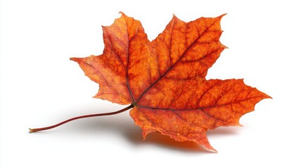 Obraz premium Single Red Maple Leaf – Beautiful Close-up of Fall Foliage for Autumn Photography and Seasonal Decor