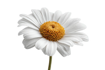 Fototapeta premium Daisy White petals surround a golden center, isolated