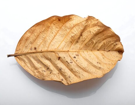 A close-up view of a dried, brown leaf with detailed veins and spots