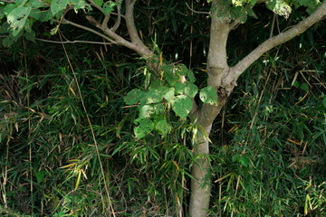 Fototapeta premium 自然に生えた樹木素材