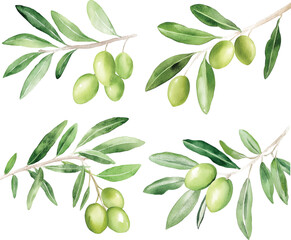 Watercolor illustration vector olive branch with leaves and fruits.