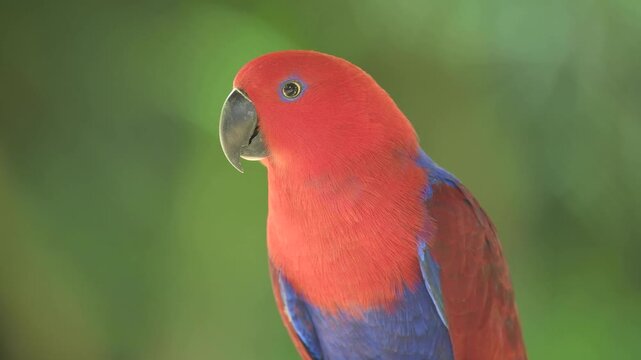 Red and blue eclectus parrot seen in Indonesia