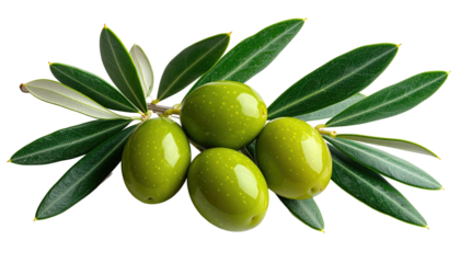 Olive branch green olives, leaves, and stems on black background