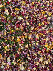 Colorful autumn leaves background on green grass &mdash; fall season nature texture