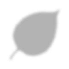 Soft, Overlapping Double Leaf Shadow Overlay on Transparent Background