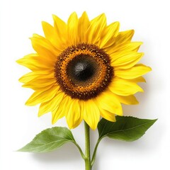 Obraz premium Vibrant Sunflower with Bright Yellow Petals Against a Clean White Background