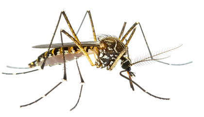 Aedes mosquito with black/white markings on legs and body