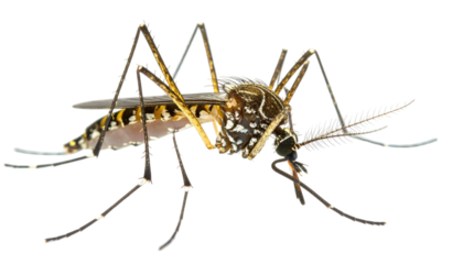 Aedes mosquito with black/white markings on legs and body