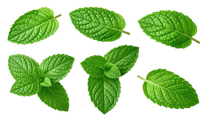 Six isolated vibrant green mint leaves on black background
